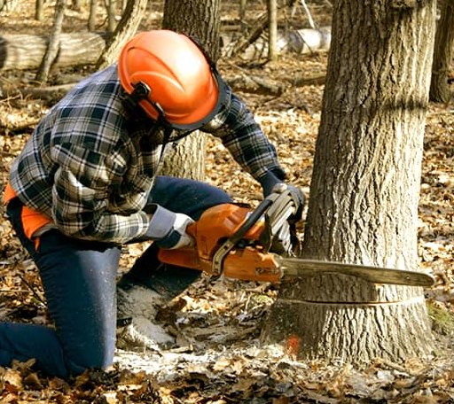 Tree Removal in Lebanon, OK